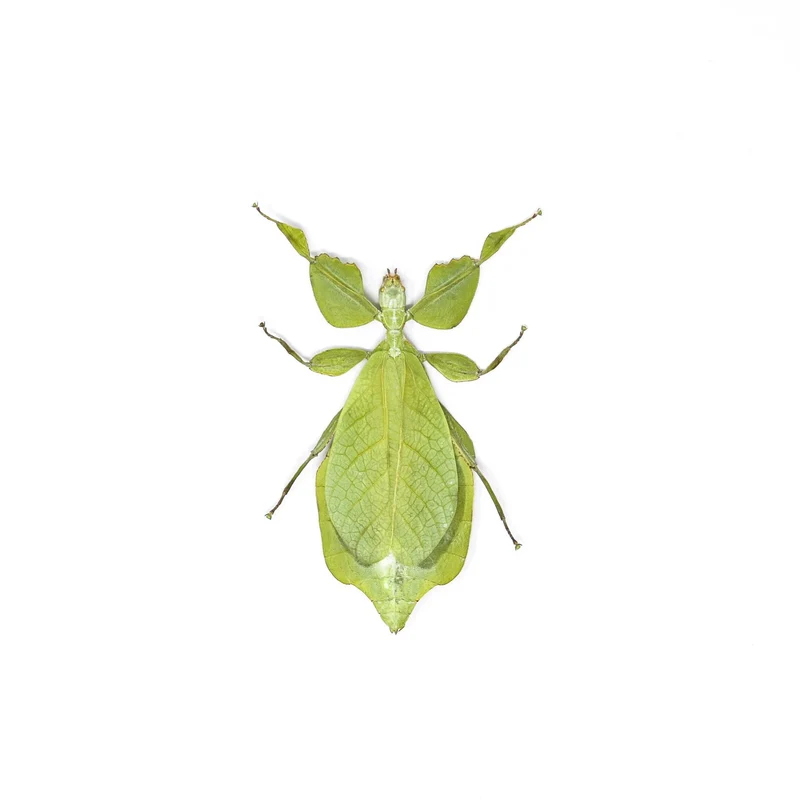 Wholesale Giant Leaf Insects | 10 Pack Phyllium celebicum A1 Spread