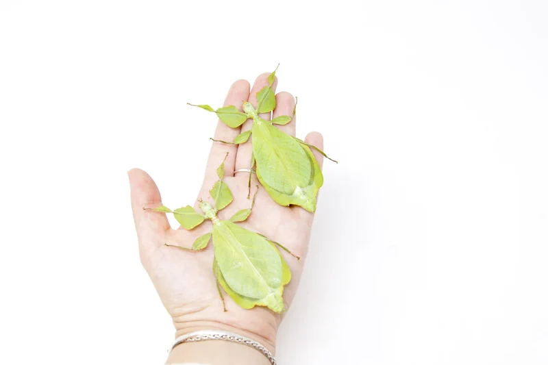 Wholesale Giant Leaf Insects | 10 Pack Phyllium celebicum A1 Spread