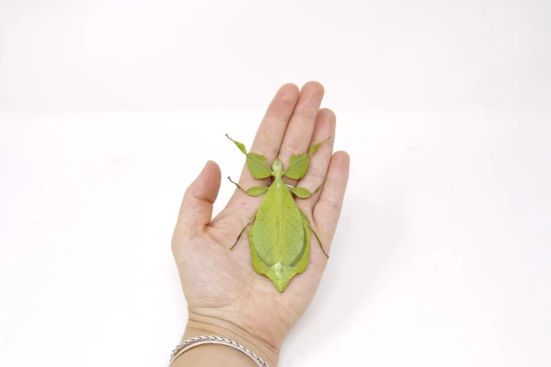 Wholesale Giant Leaf Insects | 10 Pack Phyllium celebicum A1 Spread