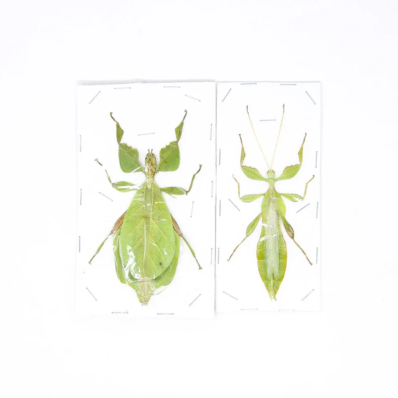 Wholesale Giant Leaf Insects | 10 Pack Phyllium celebicum A1 Spread