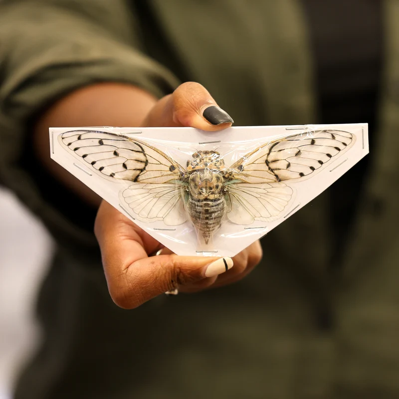 White Ghost Cicada (Ayuthia spectabilis) — A1 Spread Specimen