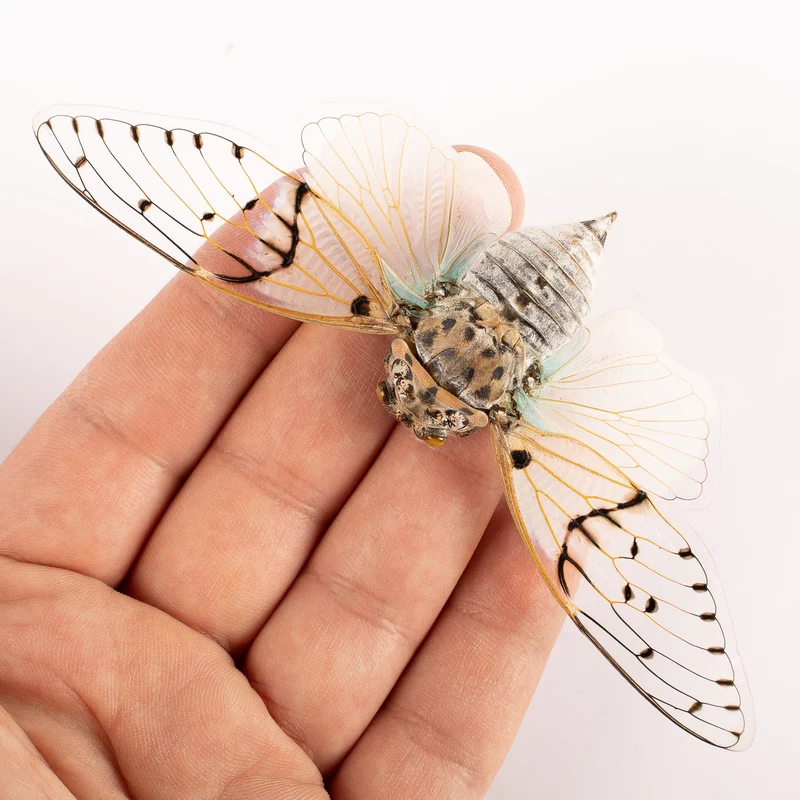 White Ghost Cicada (Ayuthia spectabilis) — A1 Spread Specimen