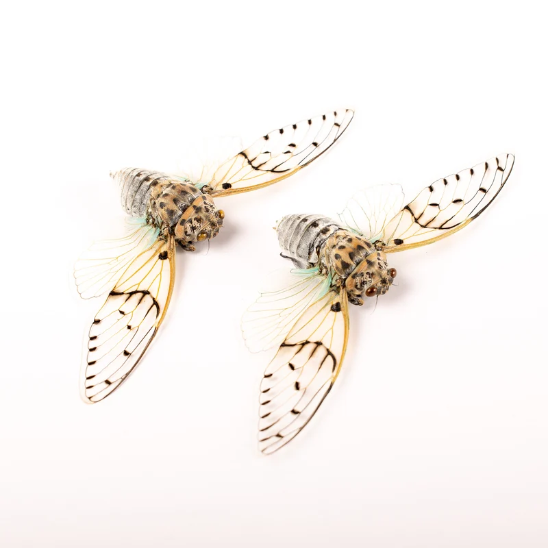 White Ghost Cicada (Ayuthia spectabilis) — A1 Spread Specimen