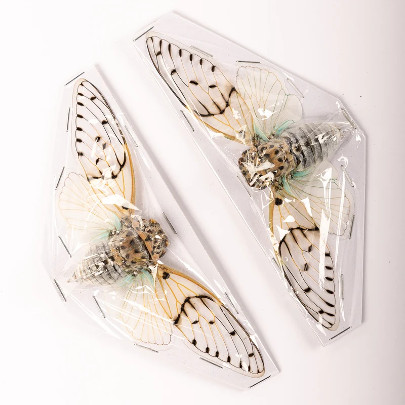 White Ghost Cicada (Ayuthia spectabilis) — A1 Spread Specimen