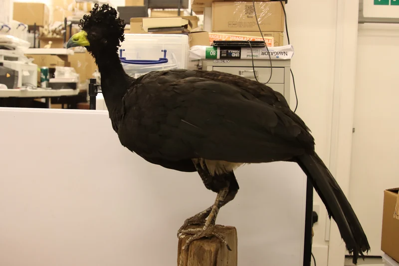 Great Curassow HOCKO Bird Taxidermy (Crax rubra) Non-CITES species