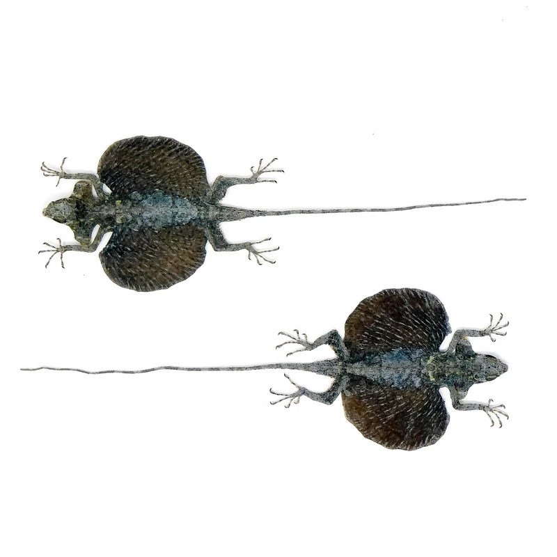 Draco hennigi Flying Lizard | A1 Quality | Dry-Preserved SPREAD | SQUAMATA