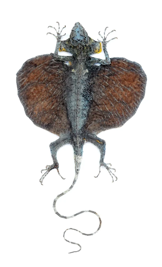 Draco hennigi Flying Lizard | Curved Tail | A1 Quality | Dry-Preserved SPREAD | SQUAMATA