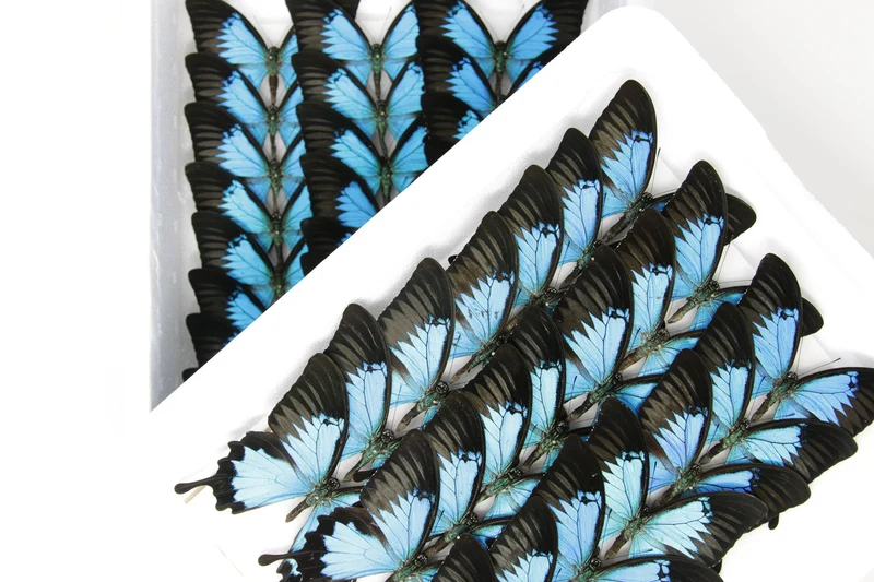 Blue Ulysses Swallowtail Butterfly | Papilio ulysses | A1 Pinned Spread Specimens | Wings Spread