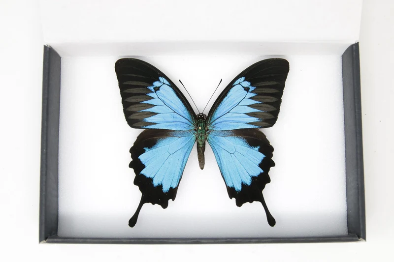 Blue Ulysses Swallowtail Butterfly | Papilio ulysses | A1 Pinned Spread Specimens | Wings Spread