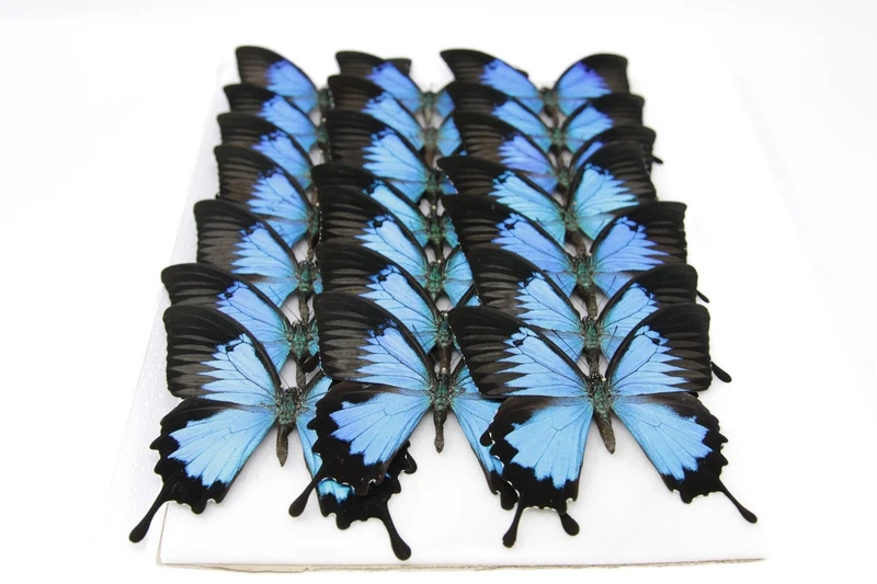 Blue Ulysses Swallowtail Butterfly | Papilio ulysses | A1 Pinned Spread Specimens | Wings Spread
