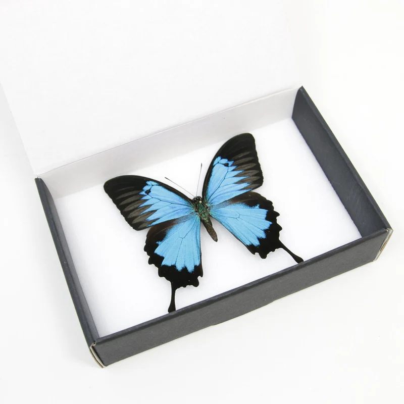 Blue Ulysses Swallowtail Butterfly | Papilio ulysses | A1 Pinned Spread Specimens | Wings Spread