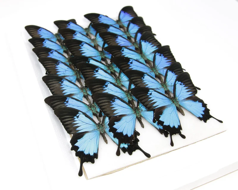 Blue Ulysses Swallowtail Butterfly | Papilio ulysses | A1 Pinned Spread Specimens | Wings Spread