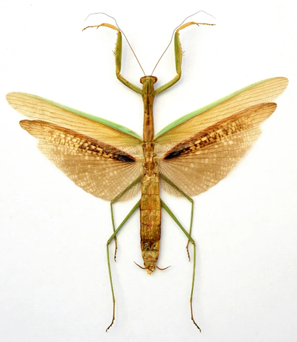Tenodera aridifolia Giant Asian Praying Mantis Specimen | A1 Quality | Dry-Preserved Spread | MANTODEA