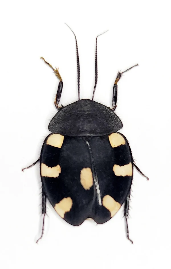 Therea petiveriana Cockroach Specimen | A1 Quality | Dry-Preserved BLATTODEA
