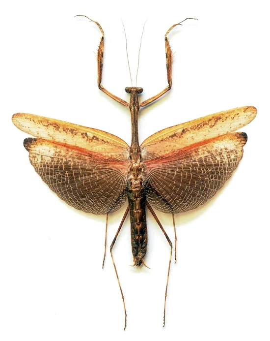 Statilia maculata Asian Jumping Mantis Specimen | A1 Quality | Dry-Preserved Spread | MANTODEA