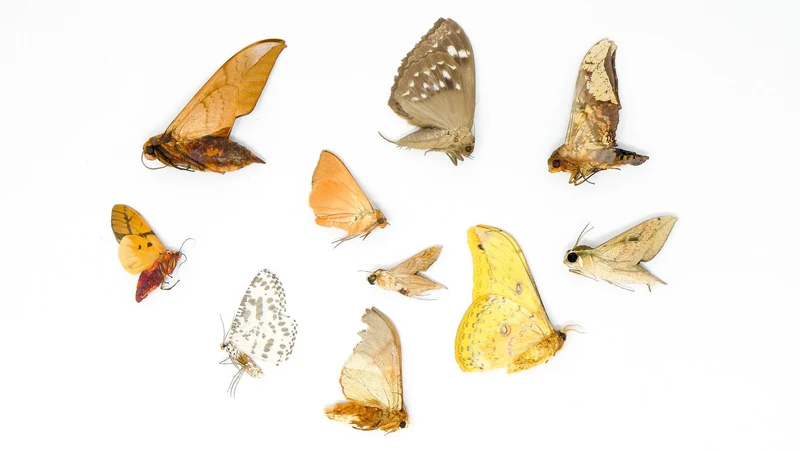 10 x Real Dried Tropical Moths – A1 Tropical Lepidoptera