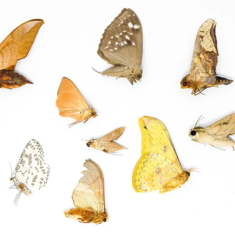 10 x Real Dried Tropical Moths – A1 Tropical Lepidoptera