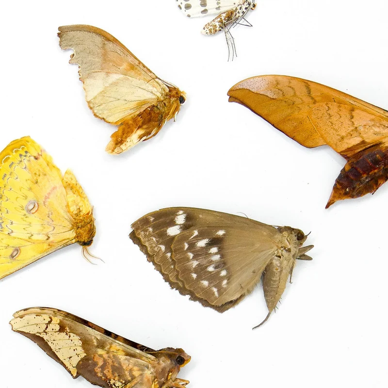 10 x Real Dried Tropical Moths – A1 Tropical Lepidoptera