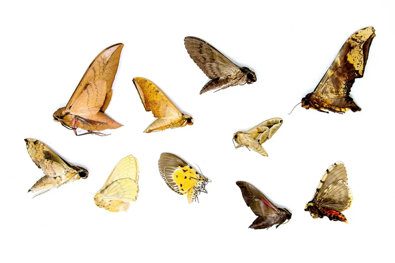10 x Real Dried Tropical Moths – A1 Tropical Lepidoptera