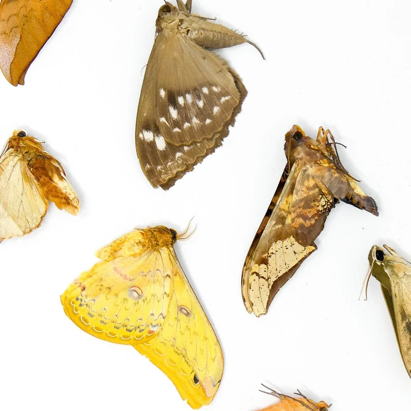 10 x Real Dried Tropical Moths – A1 Tropical Lepidoptera