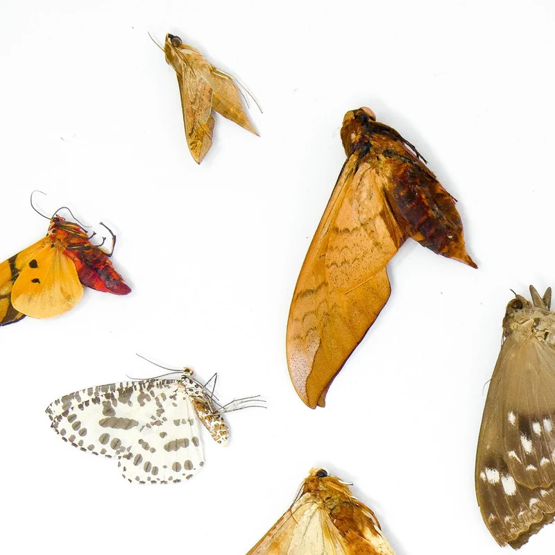 10 x Real Dried Tropical Moths – A1 Tropical Lepidoptera