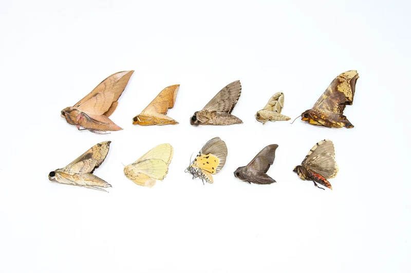 10 x Real Dried Tropical Moths – A1 Tropical Lepidoptera