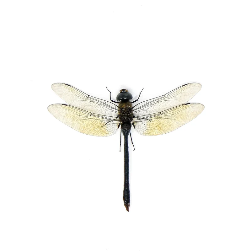 10 x Green Emperor Dragonflies (Anax gibbosulus) A1 Spead Specimens (Wholesale)
