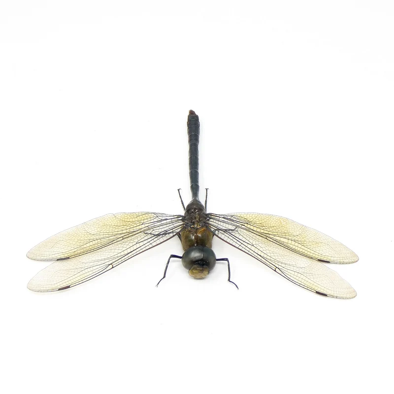 10 x Green Emperor Dragonflies (Anax gibbosulus) A1 Spead Specimens (Wholesale)