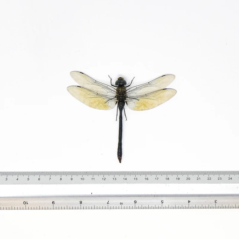 10 x Green Emperor Dragonflies (Anax gibbosulus) A1 Spead Specimens (Wholesale)