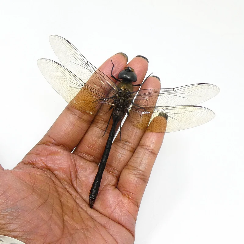 10 x Green Emperor Dragonflies (Anax gibbosulus) A1 Spead Specimens (Wholesale)