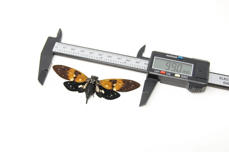 Ambragaeana ambra Amber Cicada Unmounted Specimens | A1 Quality | 85–95mm