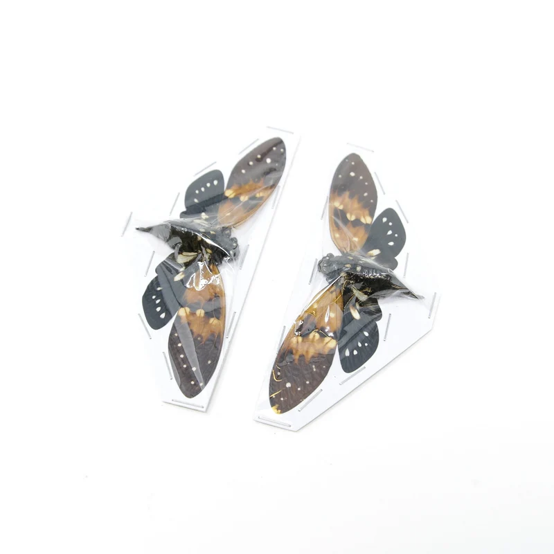 Ambragaeana ambra Amber Cicada Unmounted Specimens | A1 Quality | 85–95mm