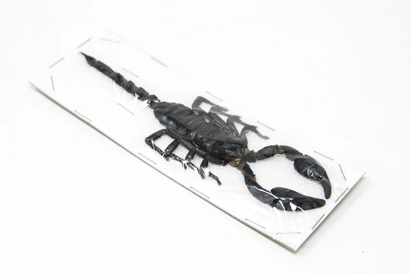 Thai Giant Forest Scorpion | Heterometrus spinifer | A1 Entomology Specimen