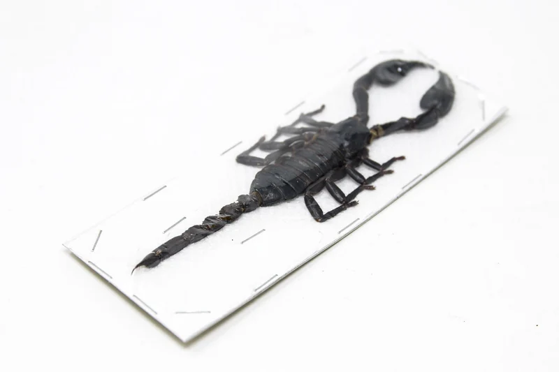 Thai Giant Forest Scorpion | Heterometrus spinifer | A1 Entomology Specimen