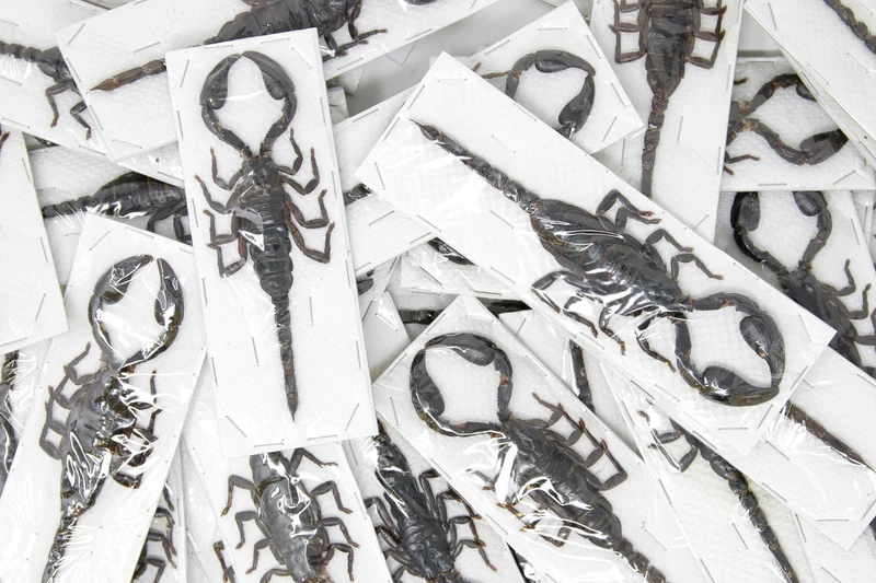 Thai Giant Forest Scorpion | Heterometrus spinifer | A1 Entomology Specimen