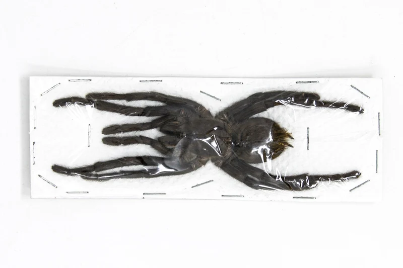 Thai Bird-Eating Tarantula (Cyriopagopus minax) — Museum-Quality A1 Specimens, 180mm / 7"
