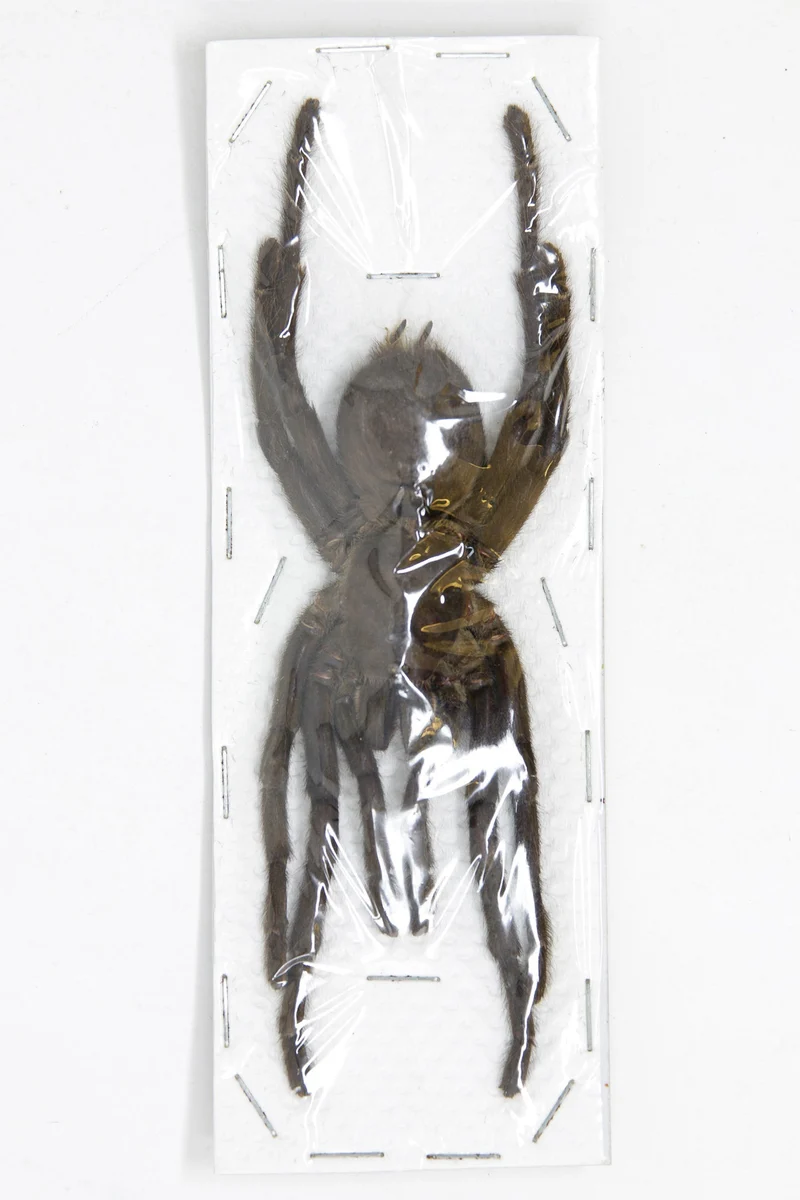 Thai Bird-Eating Tarantula (Cyriopagopus minax) — Museum-Quality A1 Specimens, 180mm / 7"