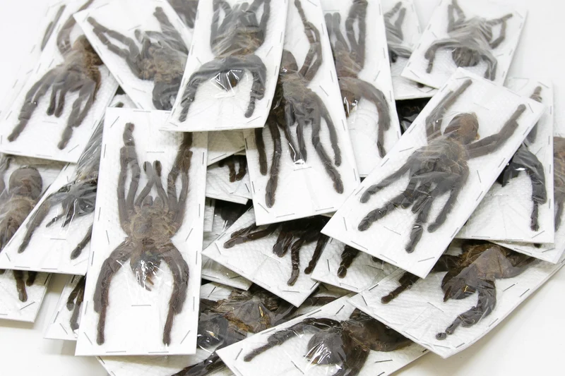 Thai Bird-Eating Tarantula (Cyriopagopus minax) — Museum-Quality A1 Specimens, 180mm / 7"