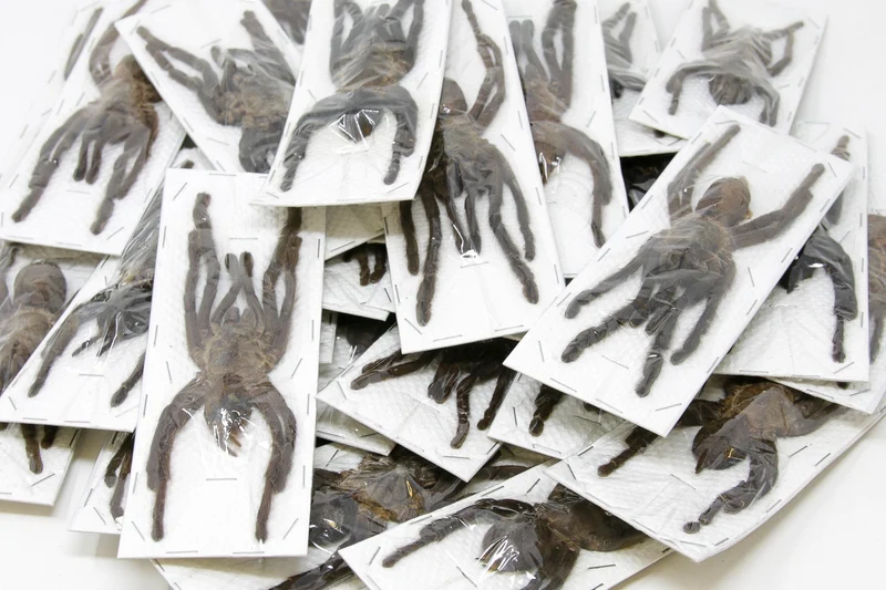 Wholesale Thai Bird-Eating Tarantulas | 10 Pack Cyriopagopus minax A1 (Extra-large 7-inch leg-span)