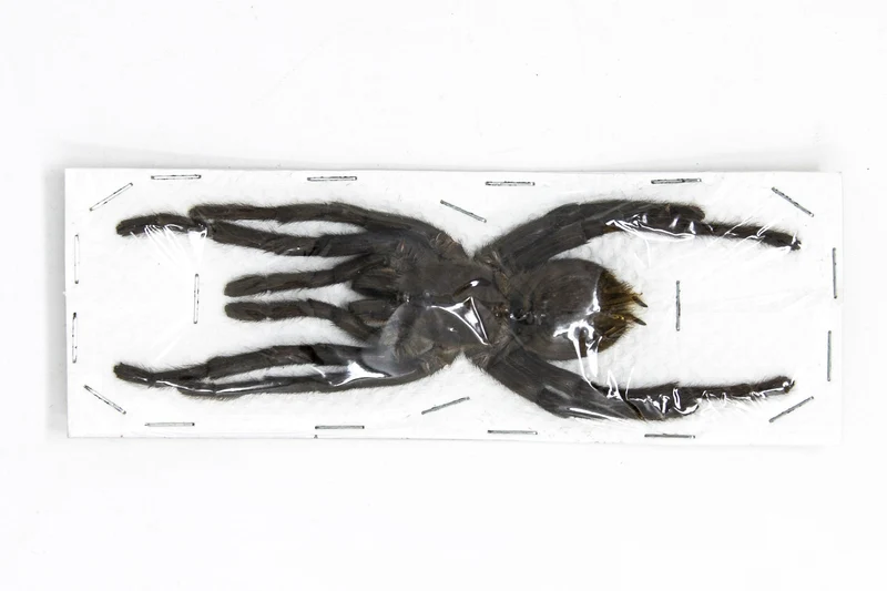 Wholesale Thai Bird-Eating Tarantulas | 10 Pack Cyriopagopus minax A1 (Extra-large 7-inch leg-span)