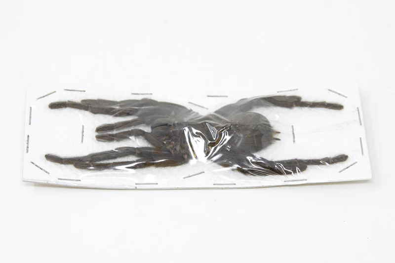 Wholesale Thai Bird-Eating Tarantulas | 10 Pack Cyriopagopus minax A1 (Extra-large 7-inch leg-span)