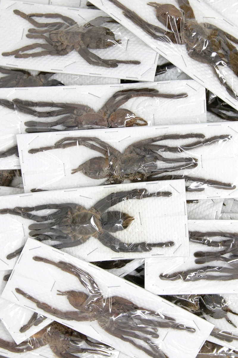 Wholesale Thai Bird-Eating Tarantulas | 10 Pack Cyriopagopus minax A1 (Extra-large 7-inch leg-span)