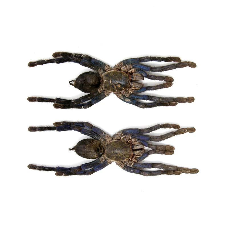 Cobalt Blue Tarantula (Cyriopagopus lividus) — XL A1 Stuffed Specimen