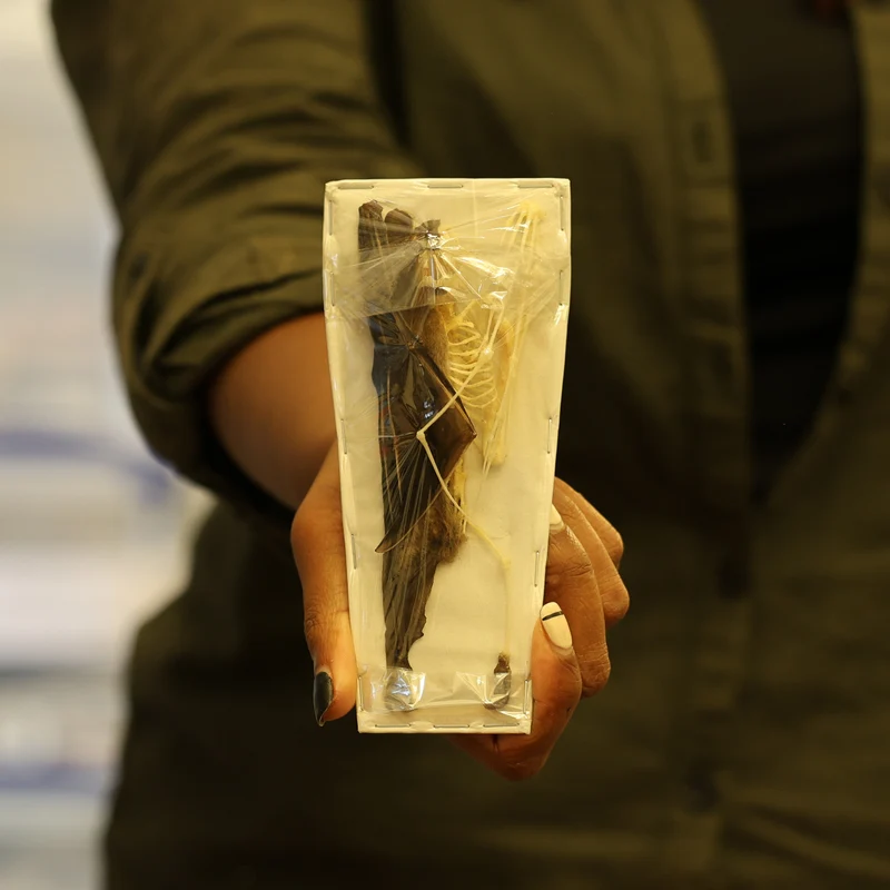 Short-nosed Fruit Bat (Cynopterus brachyotis) Half-Skeleton | Real Specimen | Non-CITES