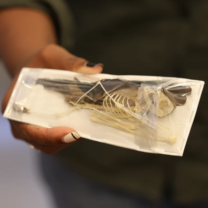 Short-nosed Fruit Bat (Cynopterus brachyotis) Half-Skeleton | Real Specimen | Non-CITES