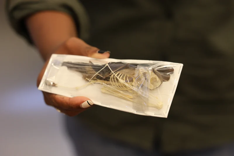 Short-nosed Fruit Bat (Cynopterus brachyotis) Half-Skeleton | Real Specimen | Non-CITES