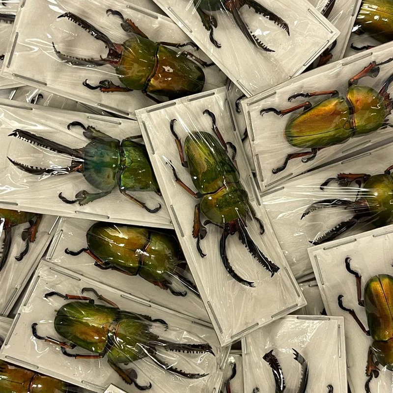 Saw-Tooth Beetles (Lamprima adolphinae) Unmounted Specimens