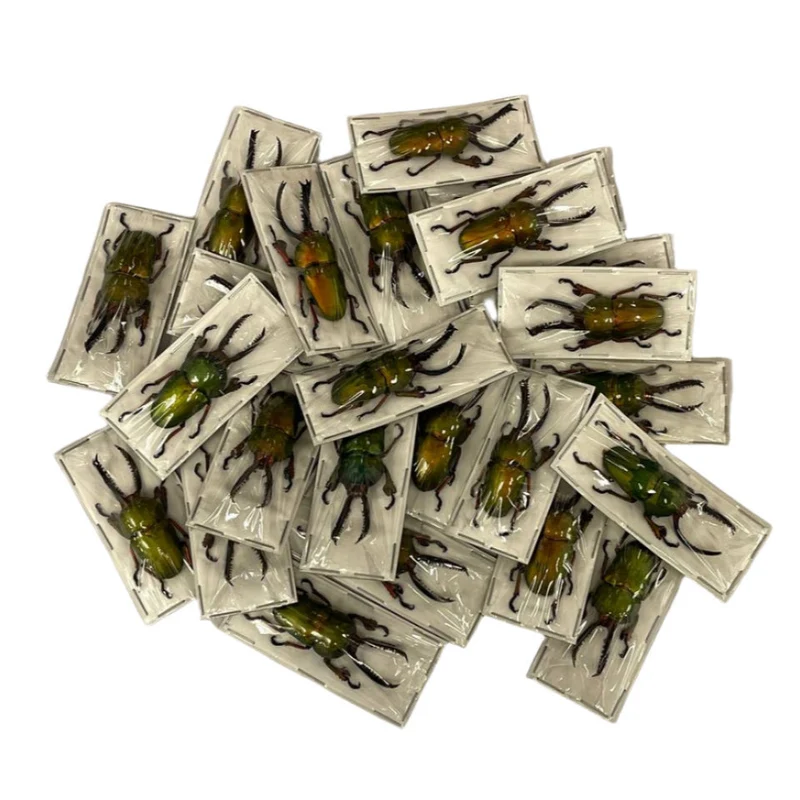 Saw-Tooth Beetles (Lamprima adolphinae) Unmounted Specimens