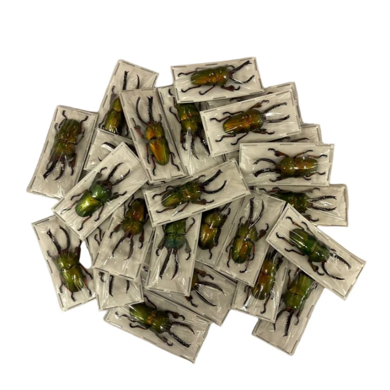 Saw-Tooth Beetles (Lamprima adolphinae) Unmounted Specimens