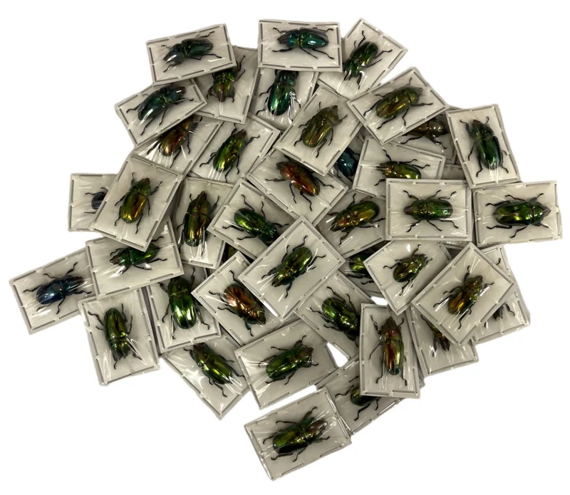 Saw-Tooth Beetles (Lamprima adolphinae) Unmounted Specimens